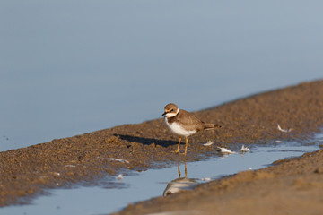 Little Ringed Plover (Charadrius dubius).