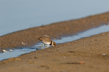 Little Ringed Plover (Charadrius dubius).