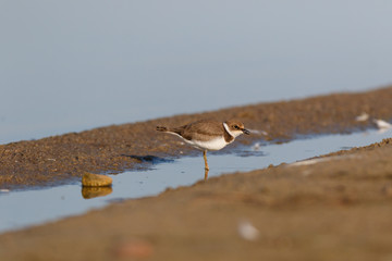 Little Ringed Plover (Charadrius dubius).