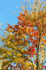 Crown of a tree with red-yellow maple leaves against a blue sky. Autumn foliage. Indian summer