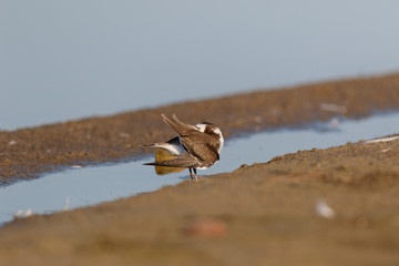 Little Ringed Plover (Charadrius dubius).