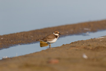 Little Ringed Plover (Charadrius dubius).