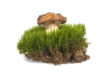 mushroom and green moss isolated on white background