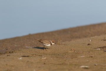 Little Ringed Plover (Charadrius dubius).