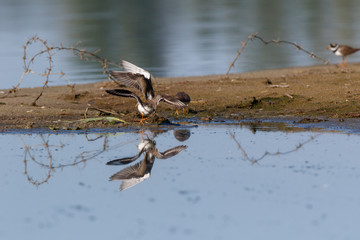 Little Ringed Plover (Charadrius dubius).