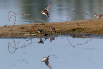 Little Ringed Plover (Charadrius dubius).