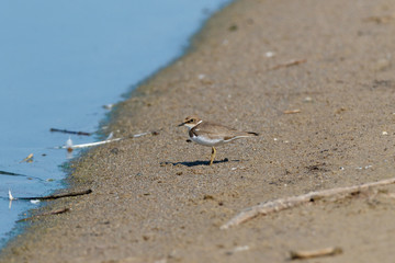 Little Ringed Plover (Charadrius dubius).