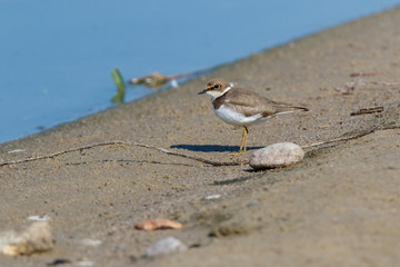 Little Ringed Plover (Charadrius dubius).