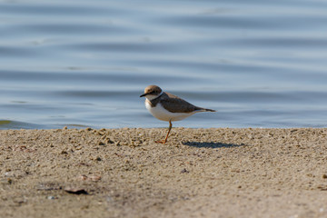 Little Ringed Plover (Charadrius dubius).