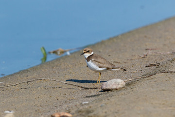 Little Ringed Plover (Charadrius dubius).