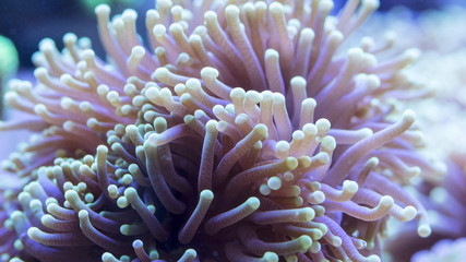 Euphyllia corallo marino