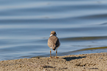 Little Ringed Plover (Charadrius dubius).