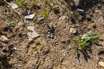 Charadrius dubius. The nest of the Little Ringed Plover in nature.