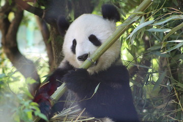 wilde Tiere © Nadine