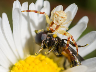 Araña comiendo mosca