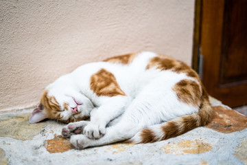 Naklejka na ściany i meble sleeping cat