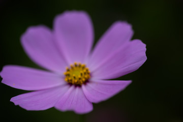 Obraz premium 秋桜の咲く秋