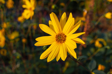 Yellow Flower close up