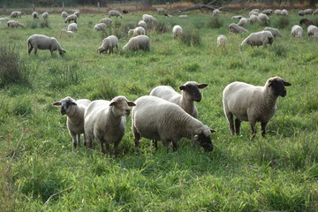 Schafherde am Niederrhein