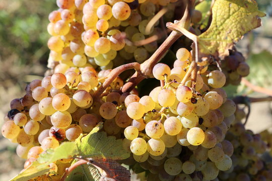 reife Trauben im goldenen Herbst f&uuml;r die Sp&auml;tlese der Sorte gr&uuml;ner Silvaner