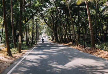 beautiful road with palm trees