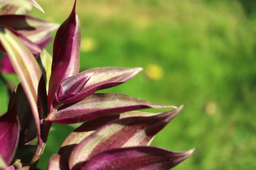 Closed up deep purple tropical tree leaves in the sunlight with blurred vibrant green grass field in background