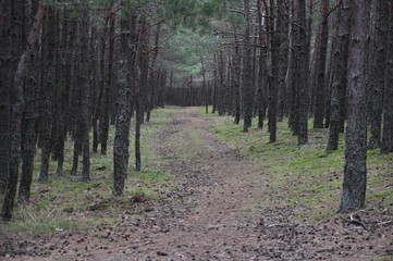 path in the forest