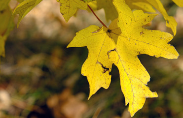 yellow maple leaves in autumn