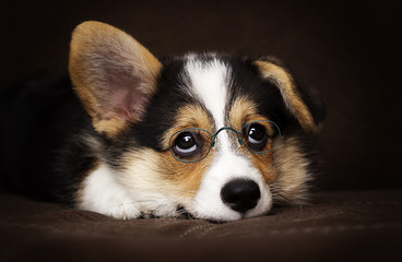 cute puppy welsh corgi pembroke