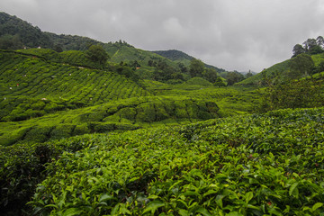 Obraz premium Tea plantation concept. Beautiful scenic landscape view of hills and green fields/plantation with green tea plants in summer. Travel Malaysia, Cameron Highlands. Popular tourist attraction/destination
