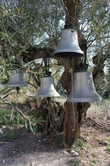 gigant bells in the garden 