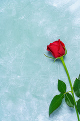 一輪の薔薇