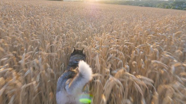 Dolly shot of siberian husky dog running fast among tall spikelets at meadow on sunset. Young domestic animal jogging on golden wheat field at summer day. Sunlight at background. POV Slow motion