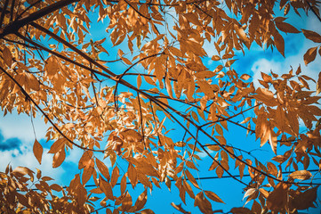 Autumn leaves against the blue sky