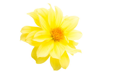 yellow chrysanthemum