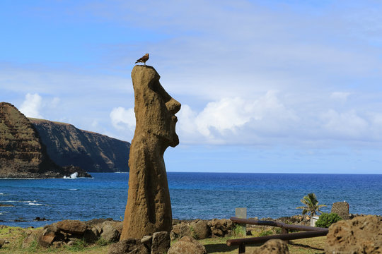 Moai statue at Ahu Tongariki with Condor bird perching on the head, Pacific ocean, Easter Island, Chile, South America