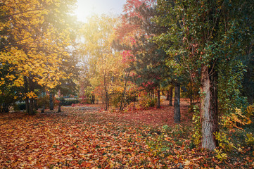 colorful autumn trees in the City Park