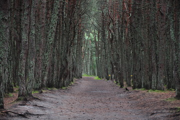 road in the forest
