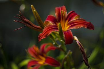 red lily flower