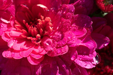 Pink Fall Mums Covered with Raindrops
