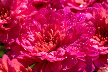 Waterdrops on Fall Mums
