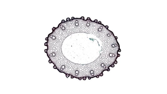 oryza sativa stem - cross section cut under the microscope &ndash; microscopic view of plant cells for botanic education