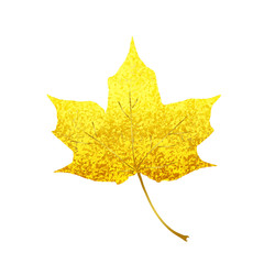 Golden sparkling maple leaf isolated on white Background