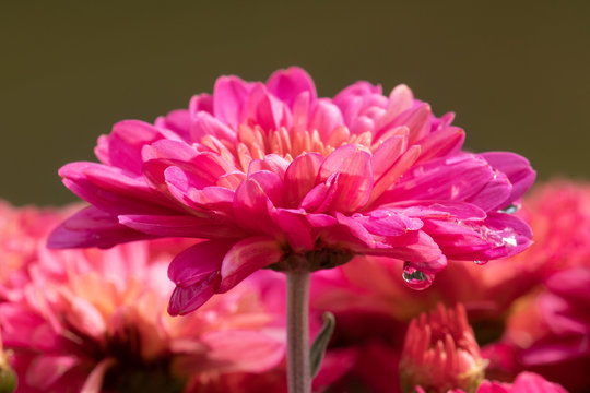 Colorful Image of a Pink Flower