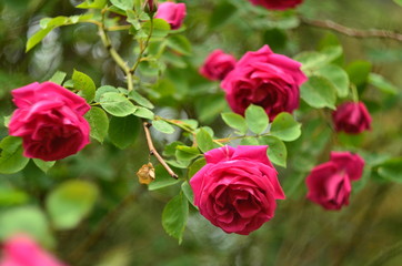 pink roses in garden