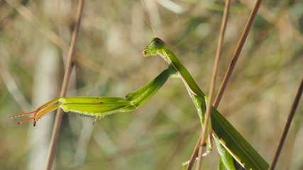 European Mantis or Praying Mantis, Mantis religiosa is a hemimetabolic insect in the family of the Mantidae © Matteo Ceruti