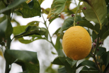 Limon amarillo
