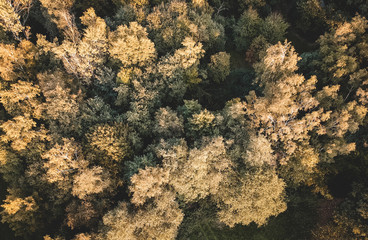 Vintage green Forest view from above