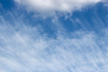 bird on sky