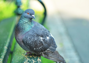 pigeon in the park